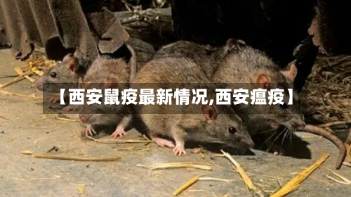【西安鼠疫最新情况,西安瘟疫】-第2张图片